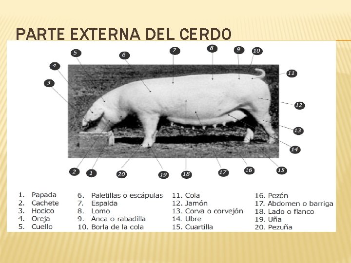 PARTE EXTERNA DEL CERDO 