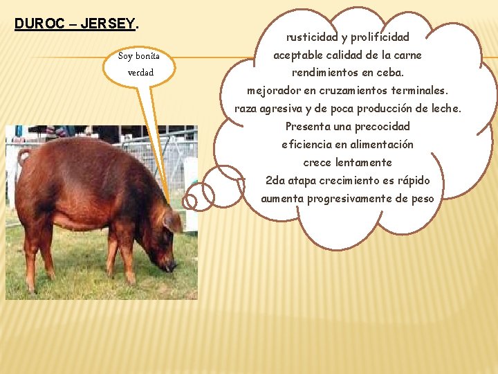 DUROC – JERSEY. Soy bonita verdad rusticidad y prolificidad aceptable calidad de la carne