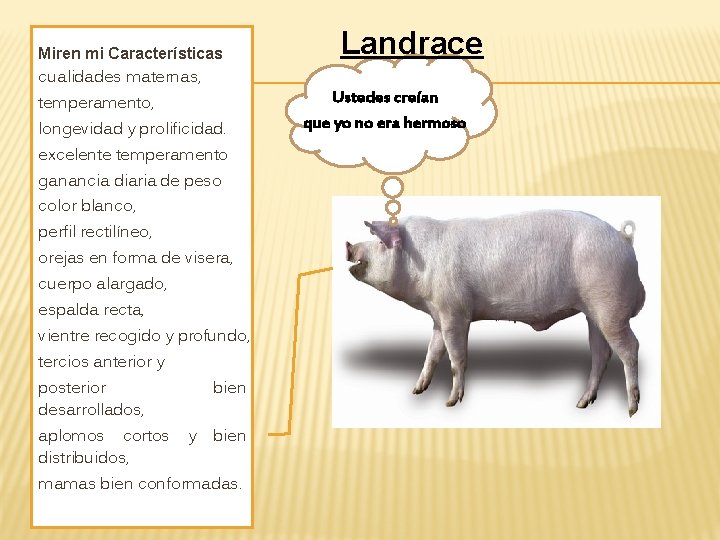 Miren mi Características cualidades maternas, temperamento, longevidad y prolificidad. excelente temperamento ganancia diaria de