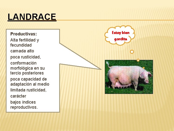 LANDRACE Productivas: Alta fertilidad y fecundidad camada alto poca rusticidad, conformación morfológica en su