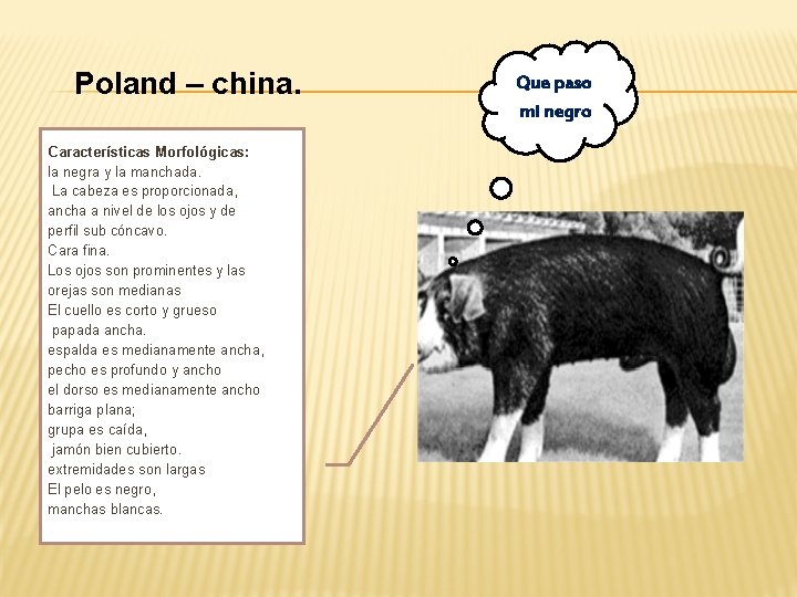 Poland – china. Características Morfológicas: la negra y la manchada. La cabeza es proporcionada,