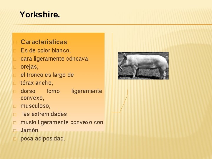 Yorkshire. � Características � Es de color blanco, cara ligeramente cóncava, orejas, el tronco