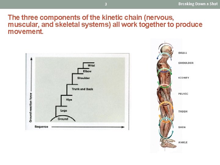 3 Breaking Down a Shot The three components of the kinetic chain (nervous, muscular,
