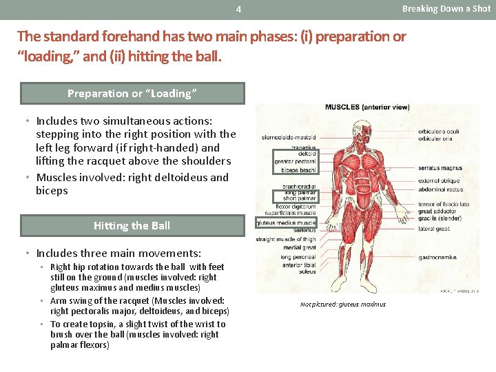Breaking Down a Shot 4 The standard forehand has two main phases: (i) preparation