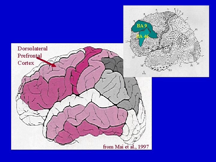 BA BA 99 BA 46 Dorsolateral Prefrontal Cortex from Mai et al. , 1997