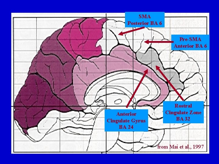 SMA Posterior BA 6 Pre-SMA Anterior BA 6 Anterior Cingulate Gyrus BA 24 Rostral