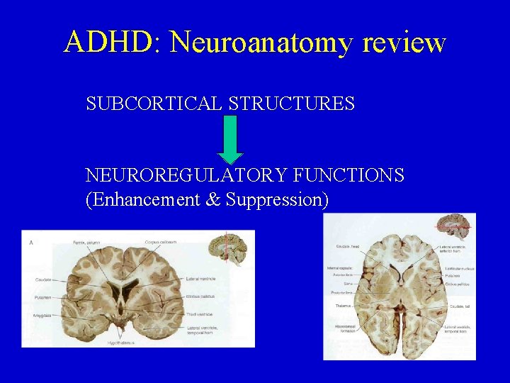 ADHD: Neuroanatomy review SUBCORTICAL STRUCTURES NEUROREGULATORY FUNCTIONS (Enhancement & Suppression) 