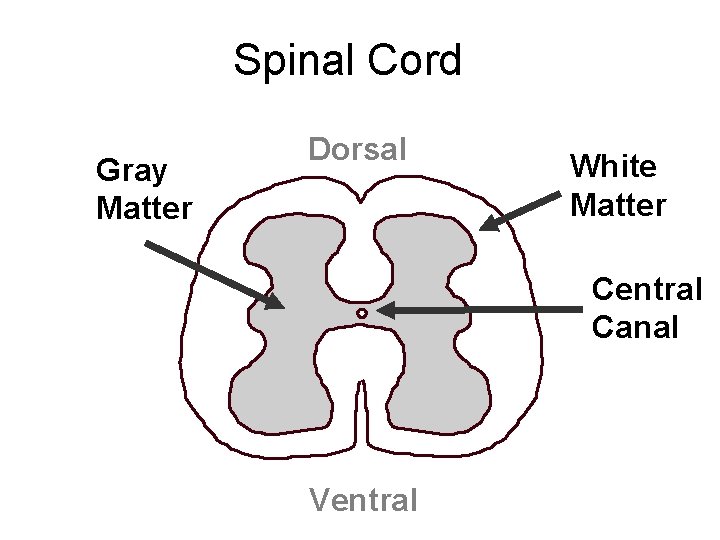Spinal Cord Gray Matter Dorsal White Matter Central Canal Ventral 