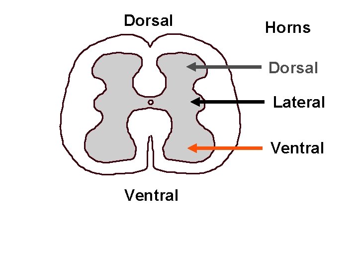 Dorsal Horns Dorsal Lateral Ventral 