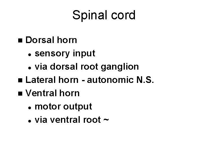 Spinal cord Dorsal horn l sensory input l via dorsal root ganglion n Lateral