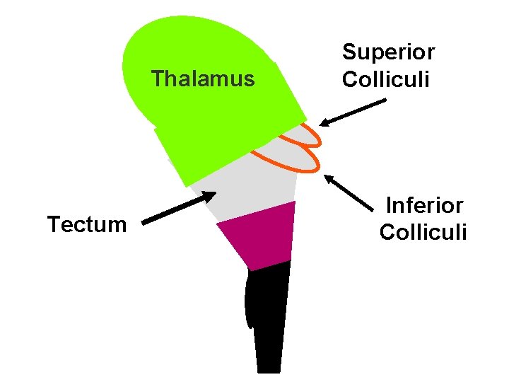 Thalamus Tectum Superior Colliculi Inferior Colliculi 