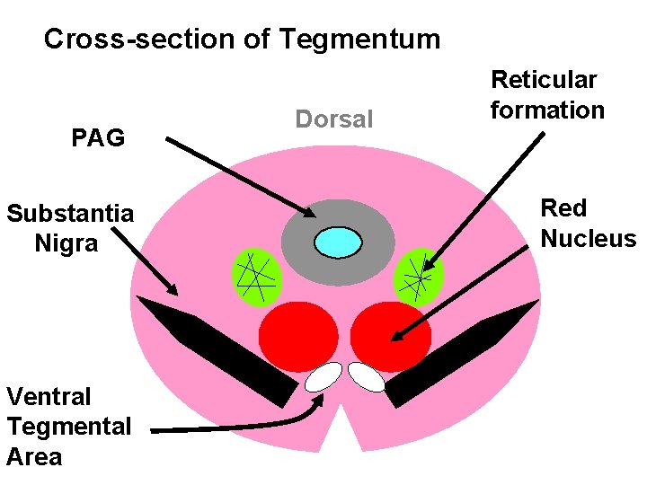 Cross-section of Tegmentum PAG Substantia Nigra Ventral Tegmental Area Dorsal Reticular formation Red Nucleus