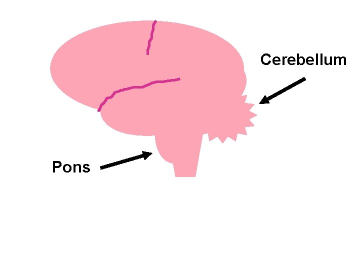 Cerebellum Pons 