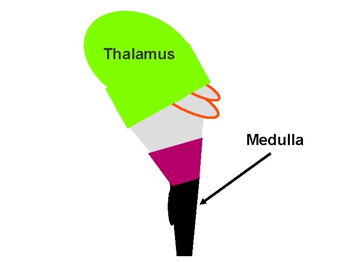 Thalamus Medulla 