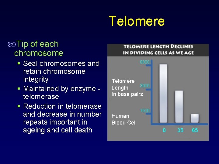 Telomere Tip of each chromosome § Seal chromosomes and retain chromosome integrity § Maintained