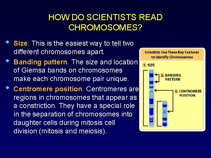 HOW DO SCIENTISTS READ CHROMOSOMES? • • • Size. This is the easiest way