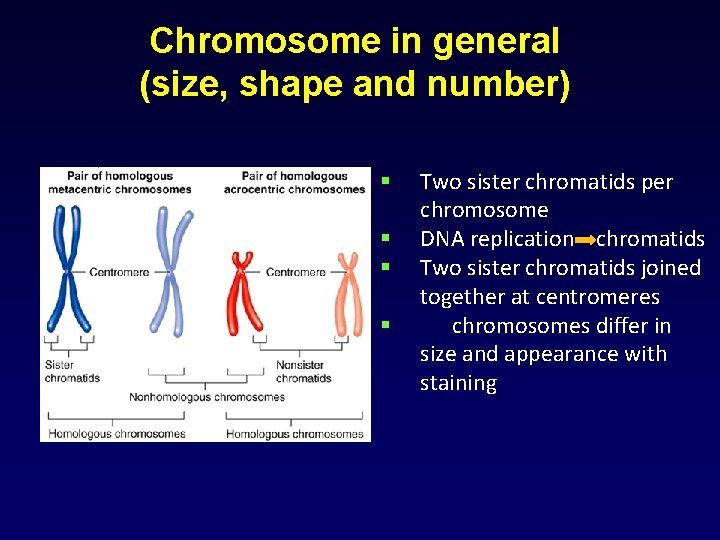 Chromosome in general (size, shape and number) § § Two sister chromatids per chromosome
