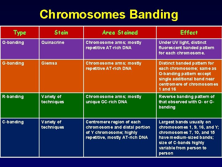 Chromosomes Banding Type Stain Area Stained Effect Q-banding Quinacrine Chromosome arms; mostly repetitive AT-rich