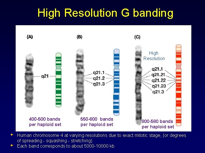 High Resolution G banding High Resolution 400 -500 bands per haploid set • •