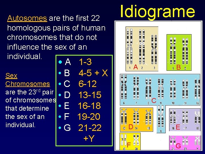 Autosomes are the first 22 homologous pairs of human chromosomes that do not influence