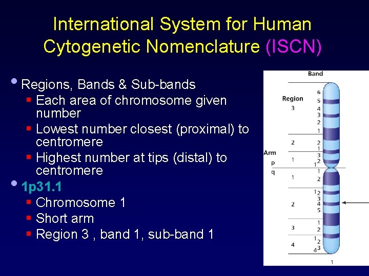 International System for Human Cytogenetic Nomenclature (ISCN) • Regions, Bands & Sub-bands • §