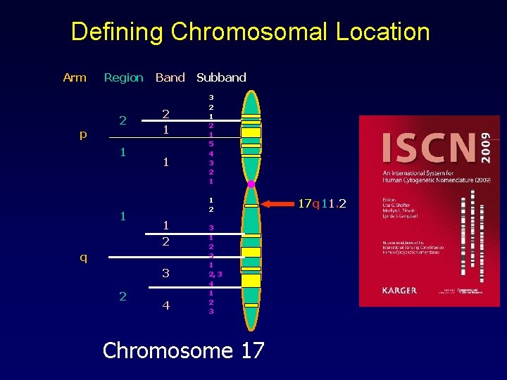 Defining Chromosomal Location Arm p Region 2 1 1 Band 2 1 1 3