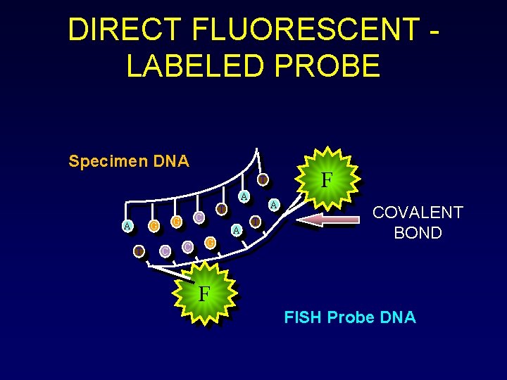 DIRECT FLUORESCENT LABELED PROBE Specimen DNA F T A A G T C G