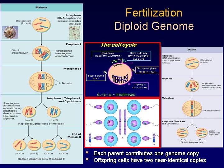 Fertilization Diploid Genome • • Each parent contributes one genome copy Offspring cells have