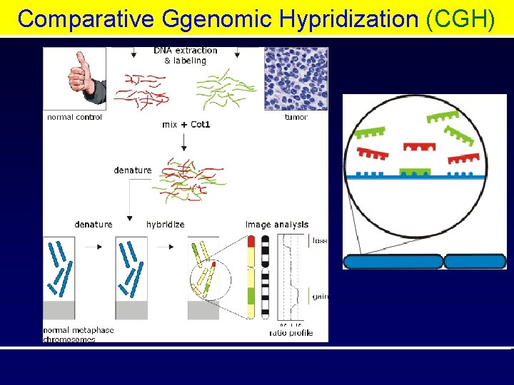 Comparative Ggenomic Hypridization (CGH) 