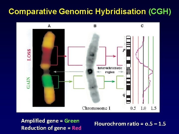 Comparative Genomic Hybridisation (CGH) Amplified gene = Green Reduction of gene = Red Flourochrom