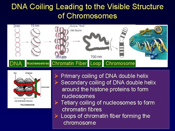 DNA Coiling Leading to the Visible Structure of Chromosomes 2 nm 10 nm 300