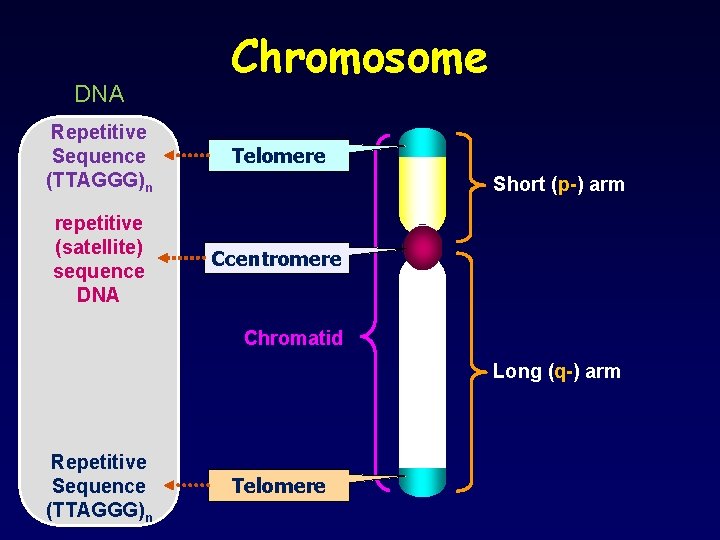 DNA Chromosome Repetitive Sequence (TTAGGG)n Telomere repetitive (satellite) sequence DNA Ccentromere Short (p-) arm