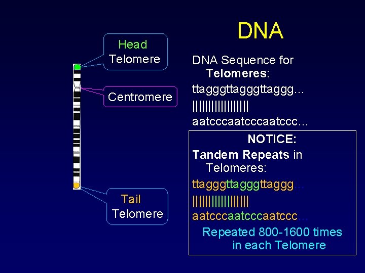 Head Telomere Centromere Tail Telomere DNA Sequence for Telomeres: ttagggttaggg… ||||||||| aatcccaatccc… NOTICE: Tandem