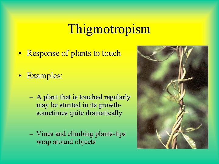 Thigmotropism • Response of plants to touch • Examples: – A plant that is Thigmotropism • Response of plants to touch • Examples: – A plant that is