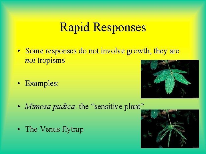 Rapid Responses • Some responses do not involve growth; they are not tropisms • Rapid Responses • Some responses do not involve growth; they are not tropisms •