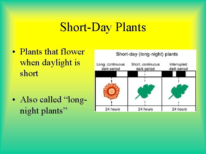 Short-Day Plants • Plants that flower when daylight is short • Also called “longnight Short-Day Plants • Plants that flower when daylight is short • Also called “longnight