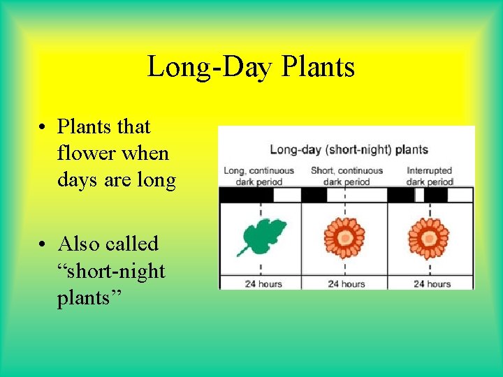 Long-Day Plants • Plants that flower when days are long • Also called “short-night Long-Day Plants • Plants that flower when days are long • Also called “short-night