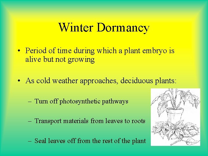 Winter Dormancy • Period of time during which a plant embryo is alive but Winter Dormancy • Period of time during which a plant embryo is alive but