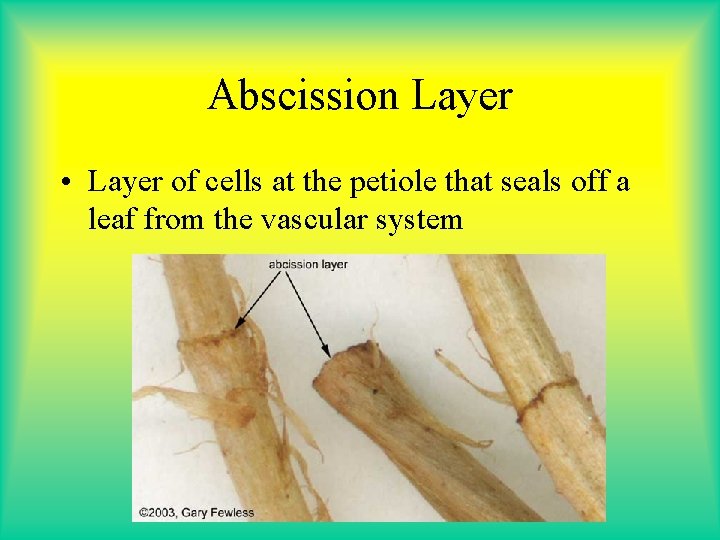 Abscission Layer • Layer of cells at the petiole that seals off a leaf Abscission Layer • Layer of cells at the petiole that seals off a leaf