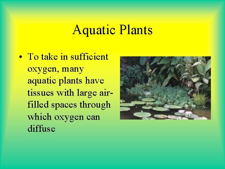 Aquatic Plants • To take in sufficient oxygen, many aquatic plants have tissues with Aquatic Plants • To take in sufficient oxygen, many aquatic plants have tissues with