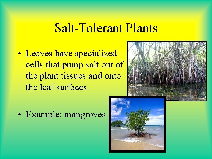 Salt-Tolerant Plants • Leaves have specialized cells that pump salt out of the plant Salt-Tolerant Plants • Leaves have specialized cells that pump salt out of the plant