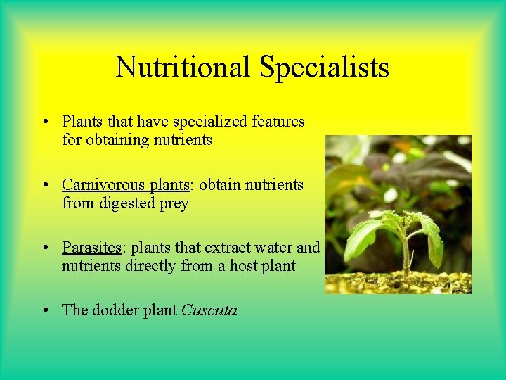 Nutritional Specialists • Plants that have specialized features for obtaining nutrients • Carnivorous plants: Nutritional Specialists • Plants that have specialized features for obtaining nutrients • Carnivorous plants: