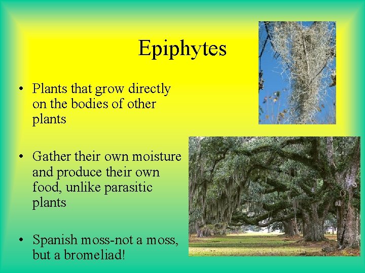 Epiphytes • Plants that grow directly on the bodies of other plants • Gather Epiphytes • Plants that grow directly on the bodies of other plants • Gather