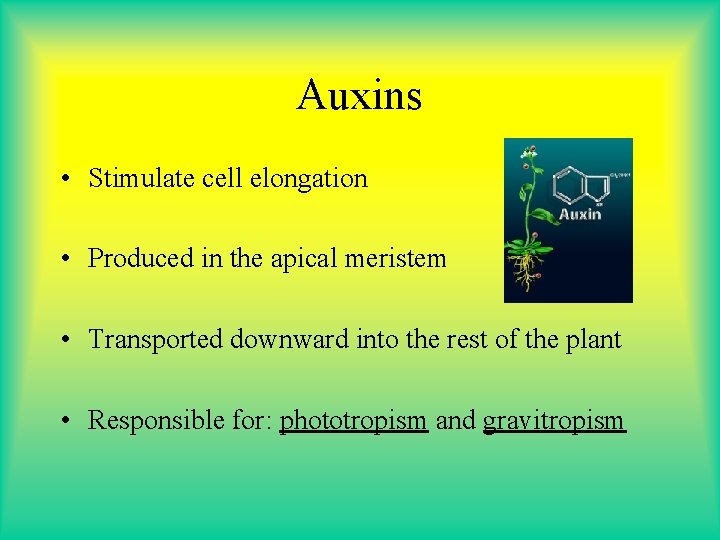 Auxins • Stimulate cell elongation • Produced in the apical meristem • Transported downward Auxins • Stimulate cell elongation • Produced in the apical meristem • Transported downward