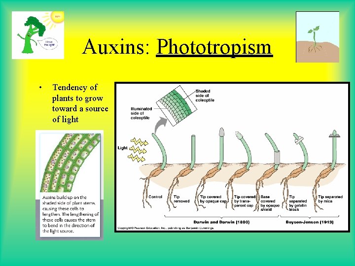 Auxins: Phototropism • Tendency of plants to grow toward a source of light Auxins: Phototropism • Tendency of plants to grow toward a source of light