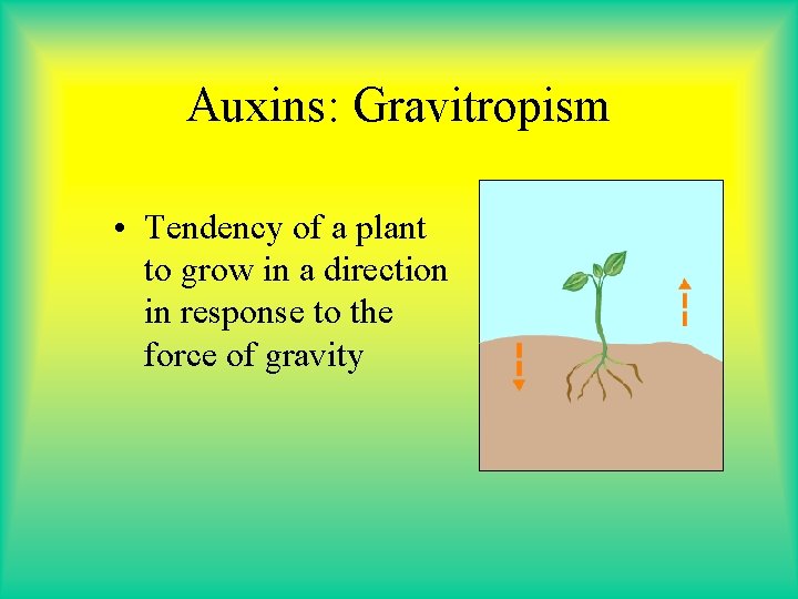 Auxins: Gravitropism • Tendency of a plant to grow in a direction in response Auxins: Gravitropism • Tendency of a plant to grow in a direction in response