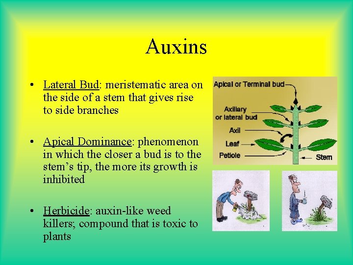 Auxins • Lateral Bud: meristematic area on the side of a stem that gives Auxins • Lateral Bud: meristematic area on the side of a stem that gives