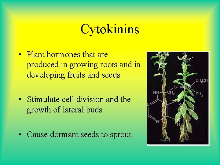Cytokinins • Plant hormones that are produced in growing roots and in developing fruits Cytokinins • Plant hormones that are produced in growing roots and in developing fruits