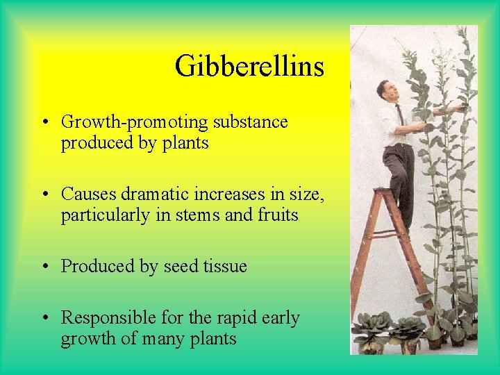 Gibberellins • Growth-promoting substance produced by plants • Causes dramatic increases in size, particularly Gibberellins • Growth-promoting substance produced by plants • Causes dramatic increases in size, particularly