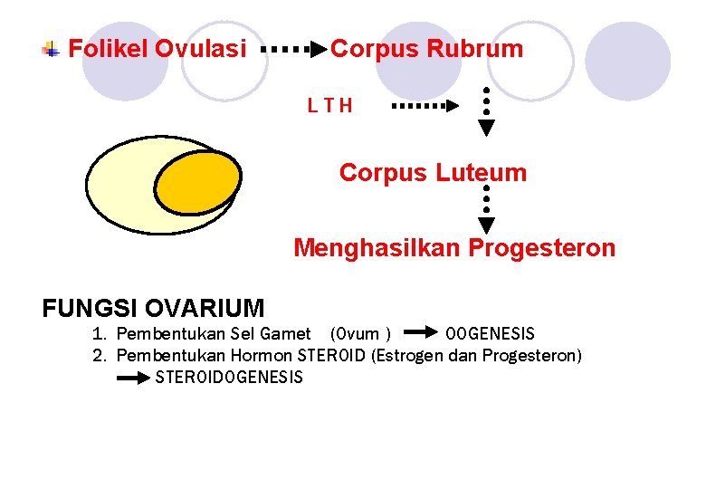 Folikel Ovulasi Corpus Rubrum LTH Corpus Luteum Menghasilkan Progesteron FUNGSI OVARIUM 1. Pembentukan Sel